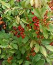 Prunus virginiana demissa berries
