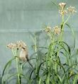 A Bushtit eating the aphids off of the Milkweed. - grid24_24