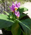 Dodecatheon pulchellum, pretty shooting star