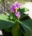 Dodecatheon pulchellum, pretty shooting star - grid24_24