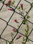 Twining Snapdragon on  chain link fence.