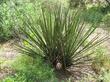 the over all yucca schidigera  plant. - grid24_24