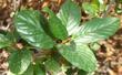 This is a form of Coffeeberry from the San Gabriel mountains. Leaves are wider and glossy.