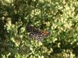 A Baccharis sarothroides, Broom Baccharis with a Mormon Metalmark, Apodemia mormo - grid24_24