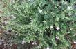 Mirabilis californica as full sub-shrub perennial 