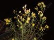 Snakeweed or Broom Snake weed is a nice little bush. - grid24_24