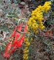 Mix Solidago with Zauschneria