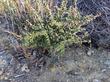 Ceanothus otayensis plants are small. This one is years old and about 20 cm high. - grid24_24