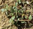 Base leaves of eriogonum nudum pubiflorum - grid24_24