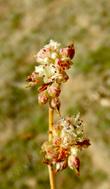 Eriogonum nudum pubiflorum Naked buckwheat flowers - grid24_24