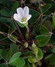 Oxalis oregona - Redwood Sorrel