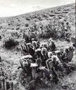 From the California Cactus book, E. M. Baxter, 1935, Bakersfield cactus, Opuntia treleasei. The weedy grasses came in and cactus burned, no cactus. Now it is rare and endangered. Many weeds, no native plants. What  have we done? - grid24_24