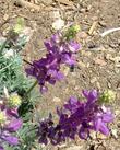 Mason Bees working a Lupinus excubitus - grid24_24