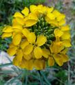Wallflower, Erysimum capitatum, close-up