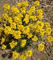 Wallflower, Erysimum capitatum comes in many shapes , sizes and colors