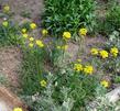 In the garden wallflower can become leggy if it gets shade or water.