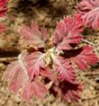 New leaves on a Black Oak, Quercus kelloggii