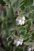 Arctostaphylos wellsii. Wells' Manzanita - grid24_24