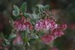 Don't you wish you were a hummingbird, native bee, or one of the other native animals that use this flower?  Arctostaphylos! Paradise manzanita. - grid24_24