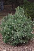 Arctostaphylos glauca Ramona Manzanita with pinkish flowers because of the cold early winter makes a great little bush or hedge.