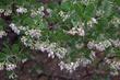 Arctostaphylos, Austin Griffith's Manzanita has masses of pink flowers.