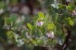 Arctostaphylos pechoensis - grid24_24