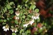 Arctostaphylos pechoensis Margarita's Joy - grid24_24