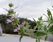 Santa Rosa sage (Salvia eremostachya)