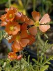 Sphaeralcea grossulariifolia,  Gooseberry leaf Globemallow flowers - grid24_24