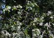 Amelanchier utahensis - grid24_24