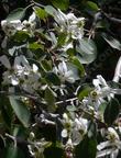 Amelanchier utahensis flowers