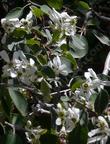 Amelanchier utahensis flowers - grid24_24