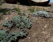 Eriogonum wrightii subscaposum, Wright's Buckwheat up at Big Bear city.
