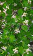Ribes cereum Wax Currant or Squaw Currant