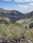 The white bark and leaves  of Cercocarpus ledifolius Desert mountain mahogany. - grid24_24