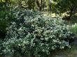 Snowbush and Mountain Whitethorn