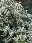 Ceanothus cordulatus, Snowbush and Mountain Whitethorn
