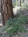 Ribes roezlii south of Big Bear