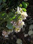 Arctostaphylos pringlei subsp. drupacea flowers