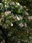 Arctostaphylos pringlei subsp. drupacea, near Seven Oaks - San Bernardino Mts.
 - grid24_24