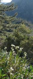 Eriodictyon trichocalyx, Smooth leaf yerba santa - grid24_24