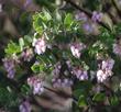 Arctostaphylos Ian Bush Manzanita - grid24_24