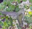 Arctostaphylos pechoensis, Margarita's Joy with Hummingbird - grid24_24