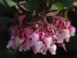 Arctostaphylos pajaroensis,  Paradise Manzanita is a  Pajaro Manzanita