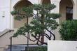 Howard McMinn Manzanita can be pruned into a weird open bush. Not natural, or is it?