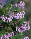 Colder weather seems to make the manzanita flowers pink