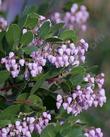 Colder weather seems to make the manzanita flowers pink - grid24_24