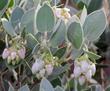 Arctostaphylos obispoensis San Luis Obispo Manzanita Serpentine Manzanita flowers - grid24_24