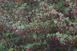 Ribes californicum, Hillside Gooseberry or California Gooseberry
