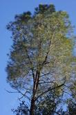 Looking up into a digger pine, gray pine, foothill pine, Pinus sabinana - grid24_24